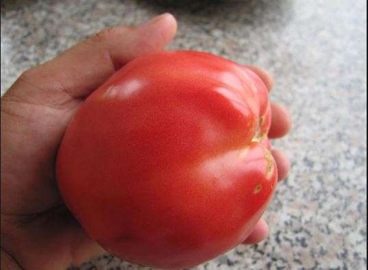 томат петрушка огородник