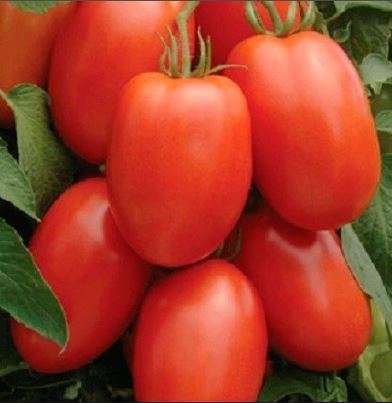 томат рома 