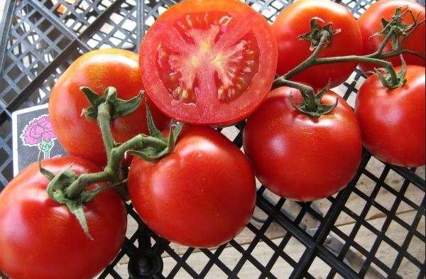 томат сорта загадка 