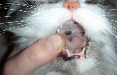 почему у кота воняет изо рта тухлятиной