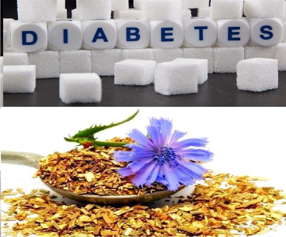 лечебные свойства цикория при сахарном диабете