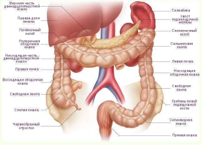 Воспалительные заболевания кишечника: классификация