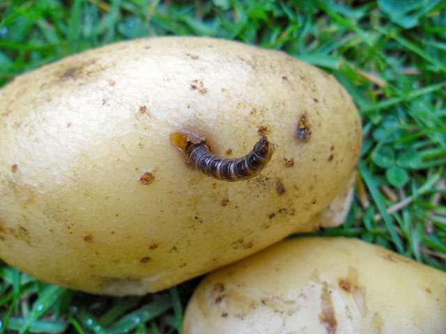 Проволочник в картошке: как избавиться осенью?