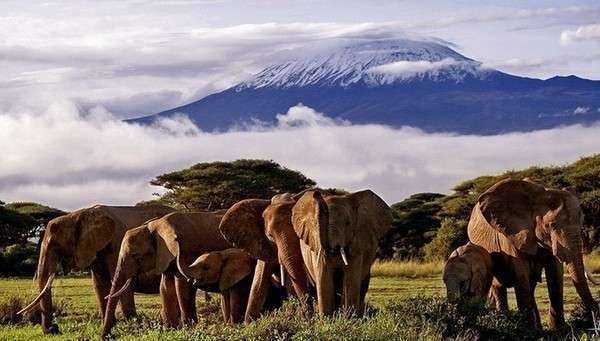 Килиманджаро — африканское чудо. Фото с сайта planeta1000.ru