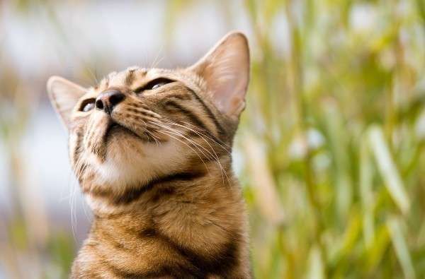 Коты обычно острее реагируют на валерьянку, нежели кошки