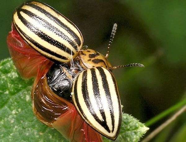 Колорадские жуки очень опасны для огорода