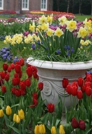 Нарциссы и тюльпаны - любимые многими весенние цветы