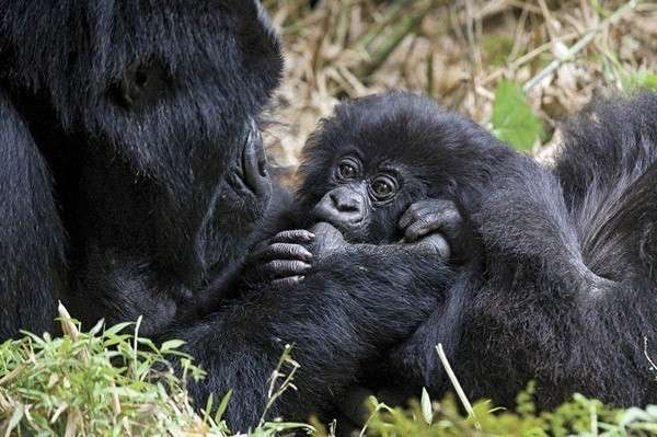 Большие, но редкие горные гориллы. Фото с сайта www.fresher.ru