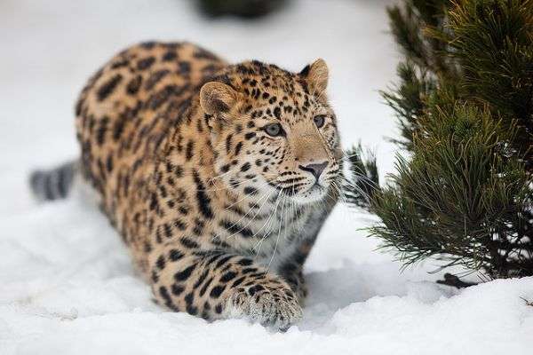 Редкий вид — дальневосточный леопард. Фото  сайта www.mary.ge