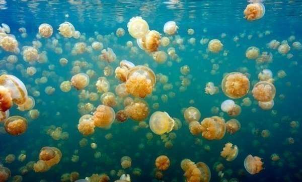 Озеро медуз восхищает. Фото с сайта miry-mir.com