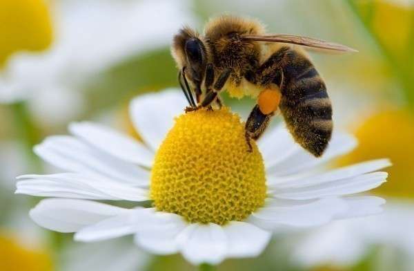 Пчелы - главные опылители большинства цветочных растений