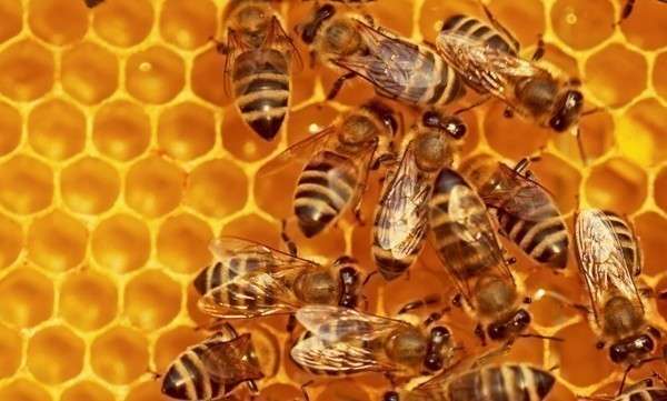 Пчелы производят мед