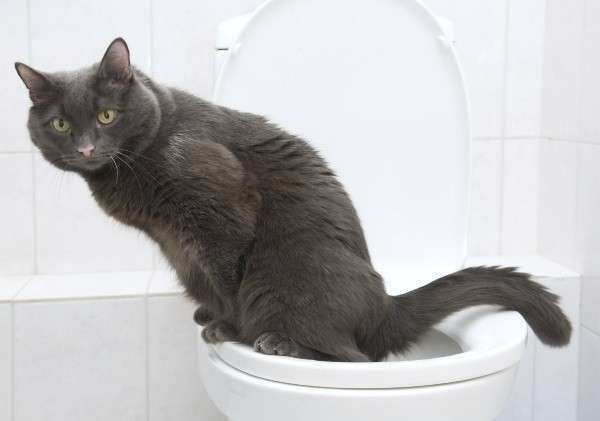 Кота можно научить ходить в туалет