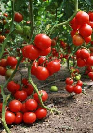 как вырастить урожай помидор