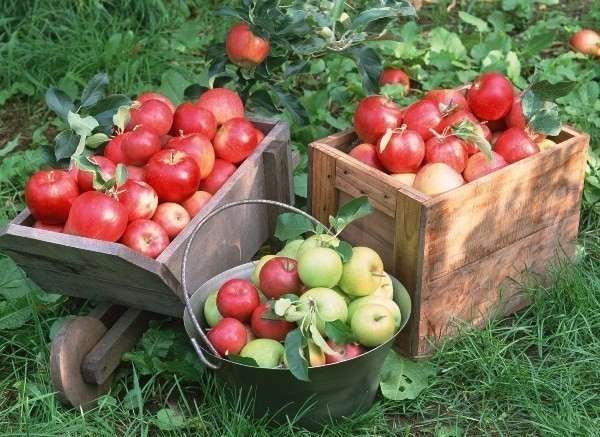 Важно не только то, как хранить яблоки, но и как их собирать