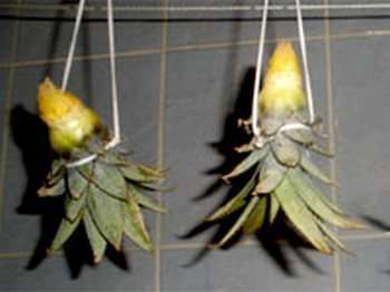 Чтобы ананас пророс. Фото с сайта moy-cvetok.com