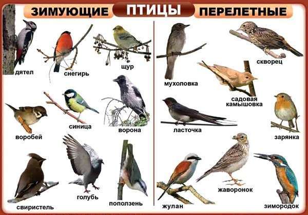 Перелетные и оседлые птицы. Фото с сайта voprosiki.com