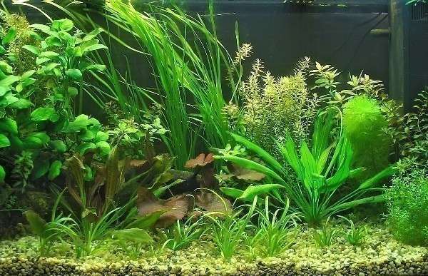 Водные растения и водоросли