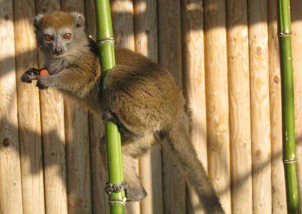 Бамбуковый лемур из Мадагаскара. Фото с сайта goodnewsanimal.ru