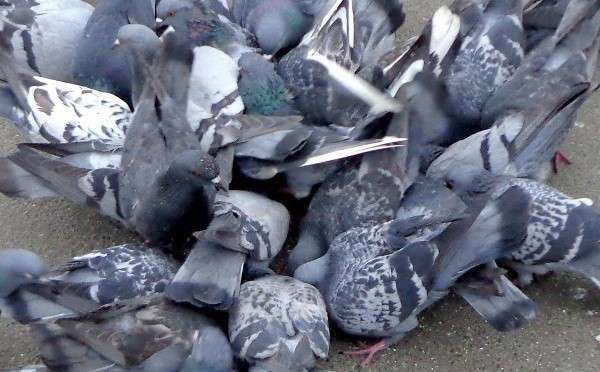 Голуби едят голубей фото