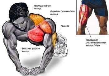 Узкий хват — какие мышцы качаются? Фото с сайта blogcom.ru