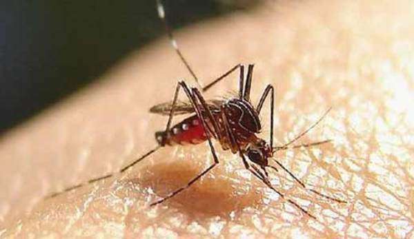 Популярные народные средства от укусов комаров