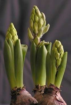Гиацинт - многолетнее растение