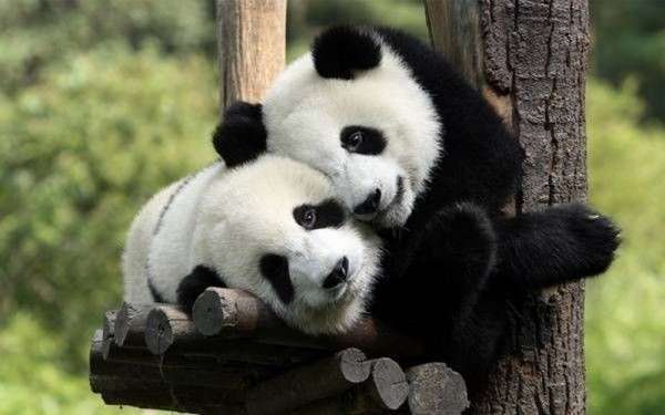 Символ Китая — большая панда. Фото с сайта ucrazy.ru