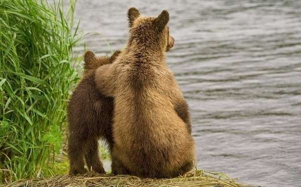 Суровые законы природы в картине Медведь. Фото с сайта www.logoslovo.ru