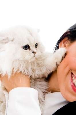 Как реагировать на кошачьи нежности?