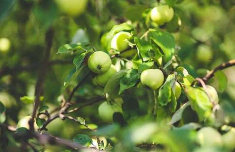 Полезное для садоводов: новые сорта яблок, которые стоит для себя открыть