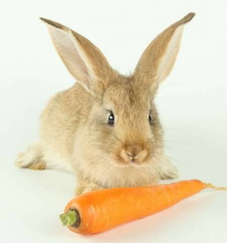 Инсульт у кроликов: симптомы и их лечение