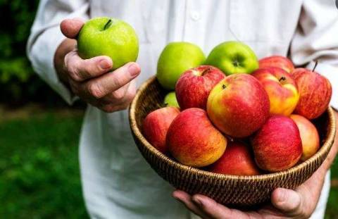 Самые лучшие сорта яблок для выращивания в средней полосе