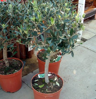 Как вырастить оливковое дерево в домашних условиях?