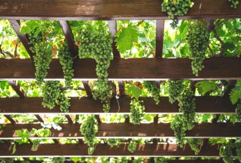 Посадка винограда черенками весной: полезное для дачников