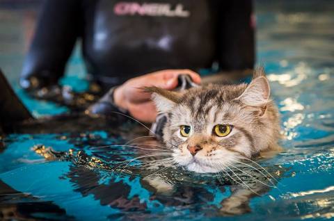 Как научить плавать кошку?