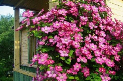 Посадка клематисов весной: как облагородить участок красивым и обильным цветением?