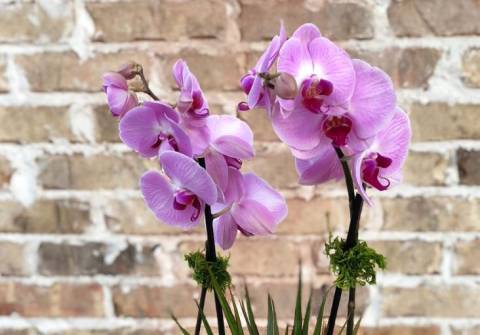 Почему не цветет орхидея и что с этим делать?