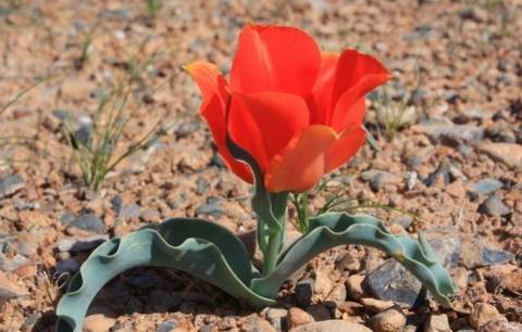 Готовимся к сезону цветов: все, что нужно знать о посадке тюльпанов весной