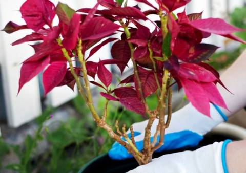 Пуансеттия: как ухаживать за рождественским растением дома?