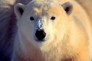 Чего боятся белые медведи?