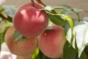 Как вырастить персик из косточки: подробное руководство для садоводов