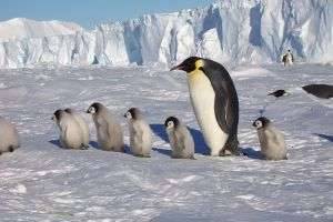 Южное сияние, пингвины, подлёдные реки и другие достопримечательности Антарктиды