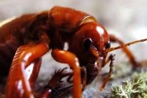 Самые опасные насекомые в мире: муравей-пуля и гусеница-кокетка