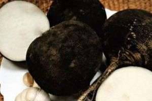 Целебный корнеплод — полезные свойства черной редьки