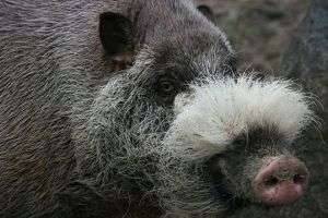 Бородатая свинья: отличительные особенности, места обитания