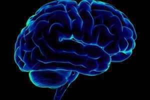 10 фактов о мозге