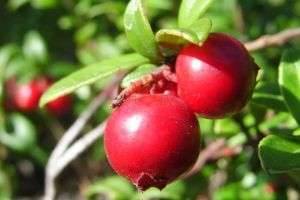 Брусника: лечебные свойства ягоды северных болот