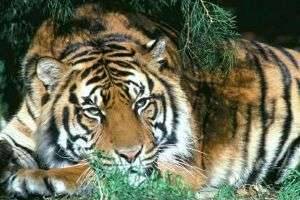 Туранский тигр: мощный, сильный и... истребленный человеком