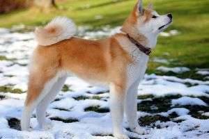 Описание породы собак акита-ину: характеристика внешности и характера, особенности ухода и кормления